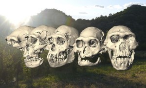 The five H erectus skulls found in Dmanisi, Georgia. Photograph: Ponce de Leo?n, Zollikofe/University of Zurich 